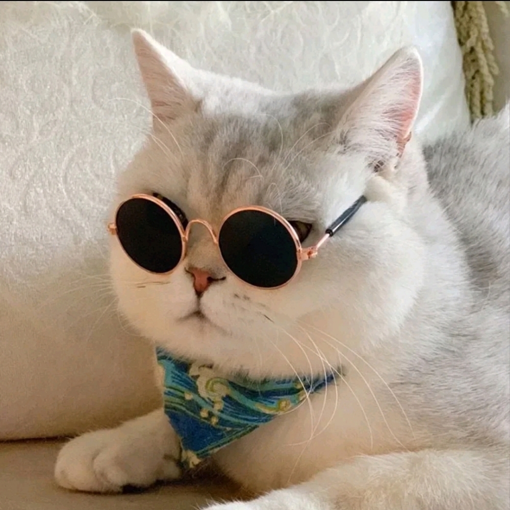Round Pet Sunglasses Cat Small Dog UV Protection Rose Gold Frame Pet Photo New